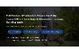 Full Contact K9 Website Design